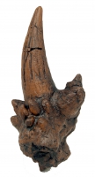 Dracorex hogwartsia, Squamusal Horn Cast  Replica 