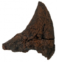 Triceratops Nose Horn