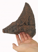 Triceratops Nose Horn