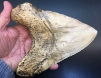 World Record Megalodon Tooth, Otodus megalodon, Over 7 Inches