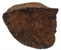 Ankylosaurus, large osterderm plate