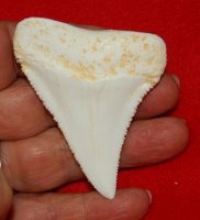 Carcharodon carcharias (Great White Shark) Tooth