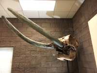 Mastodon Skull & Tusks (Mammut americanium)