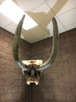 Mastodon Skull & Tusks (Mammut americanium)