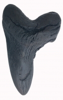 5 7/8 Inch Otodus Megalodon Shark Tooth Pathology choose color