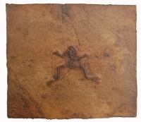 Palaeobatrachis, Messel Frog