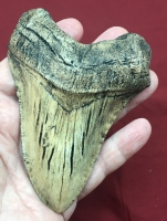 Otodus megalodon tooth