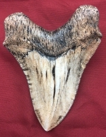 Otodus megalodon tooth