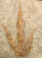 Grallator variabilis, dinosaur track (positive)