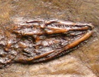 Baryphracta deponiae, Messel Crocodile