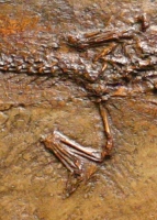 Baryphracta deponiae, Messel Crocodile