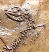 Ornatocephalus, Messel Lizard