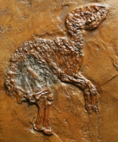 Propalaeotherium, Messel Horse Skeleton