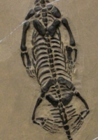 Keichousaurus hui, marine reptile