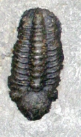 Trilobite Composite Plate, 7 Species