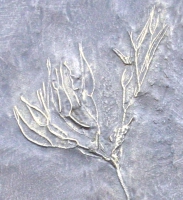 Rhadinocrinus dactylus a Bundenbach Crinoid