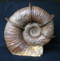 Lytoceras fimbriatum, Jurassic Ammonite