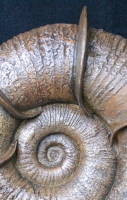 Lytoceras fimbriatum, Jurassic Ammonite