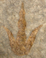 Grallator variabilis, dinosaur track (negative)