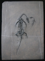 Keichousaurus hui, marine reptile Mother & Child