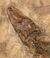 Diplocynodon, Messel, juvenile crocodile