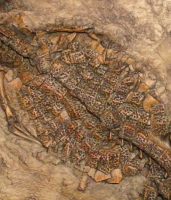 Diplocynodon, Messel, juvenile crocodile