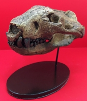 Didelphodon, skull