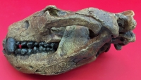 Didelphodon, skull