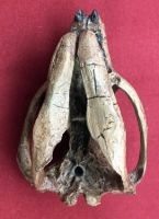 Meniscoessus Skull, a Multitubercula