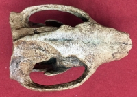 Meniscoessus Skull, a Multitubercula