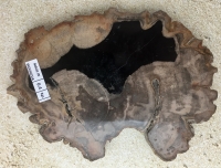 Dipterocarpus Authentic Petrified Wood, Indonesia