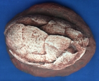 Segnosaurus, dinosaur egg