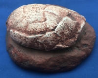 Segnosaurus, dinosaur egg