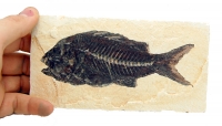 Sparnodus mcracanthus, fish, sea beam