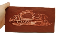 Coelophysis rhodesiensis, skull (formerly Syntarsus rhodesiensis)