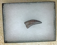 Nanotyrannus lancensis Dinosaurus Authentic Tooth