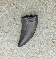 Nanotyrannus lancensis Dinosaurus Authentic Tooth