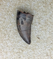 Nanotyrannus lancensis Dinosaurus Authentic Tooth