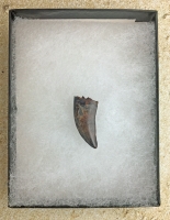 Nanotyrannus lancensis Dinosaurus Authentic Tooth