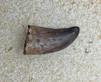 Nanotyrannus lancensis Dinosaurus Authentic Tooth