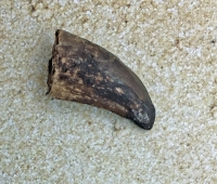 Nanotyrannus lancensis Dinosaurus Authentic Tooth