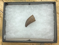 Nanotyrannus lancensis Dinosaurus Authentic Tooth