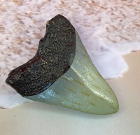 Otodus Megalodon Shark Tooth, 4.5 inch REPLICA 