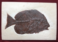 Archaephippus asper, spade fish with eggs