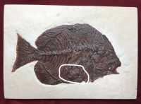 Archaephippus asper, spade fish with eggs