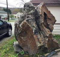 Giant Fossil Petrified Wood Tree Trunk