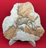 Archaeopteryx lithographica First Bird MODEL Berlin Specimen