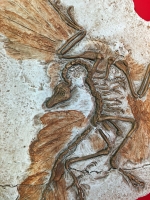 Archaeopteryx lithographica First Bird MODEL Berlin Specimen