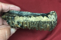 Edmontosaurus, tooth row