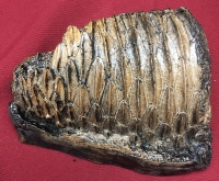 Edmontosaurus, tooth row